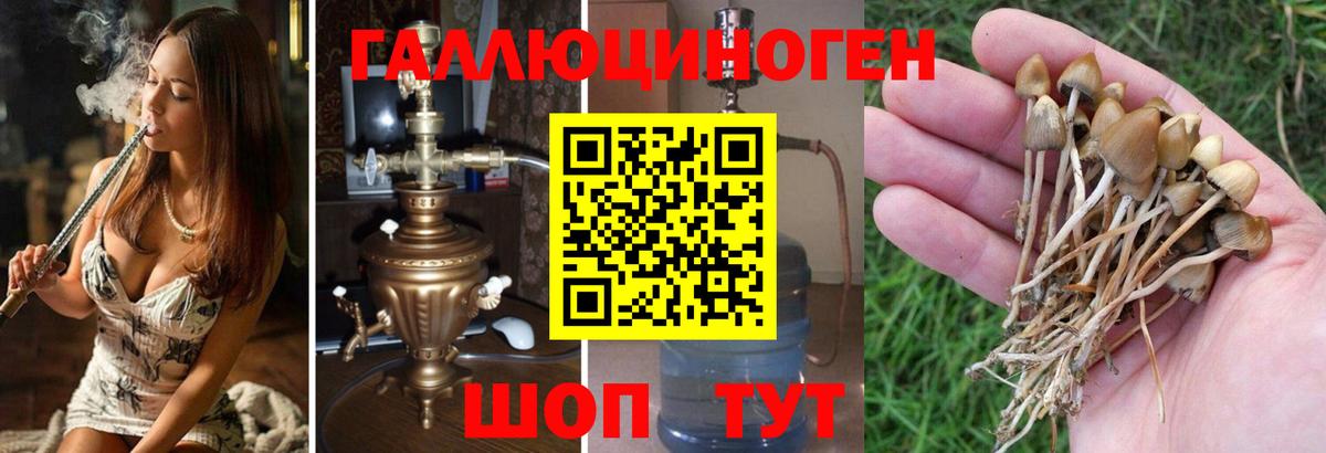 Галлюциногенные грибы Magic Shrooms  закладка  Орехово-Зуево  Вход с VPN 